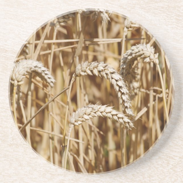 wheat field coaster (Front)