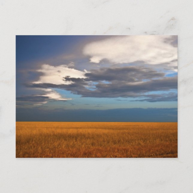 Wheat Field Fine Oil Painting Post Card (Front)