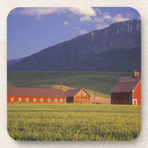 Wheat field in the Wallowa Valley, Just outside Coaster