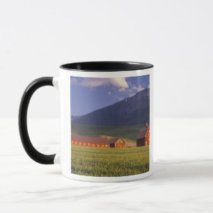 Wheat field in the Wallowa Valley, Just outside Mug