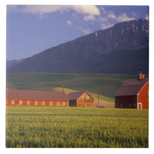 Wheat field in the Wallowa Valley, Just outside Tile