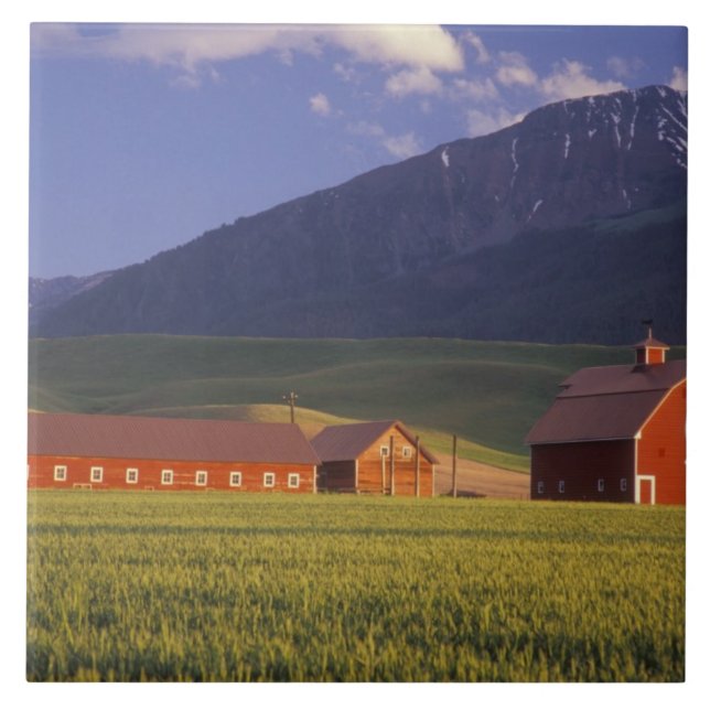 Wheat field in the Wallowa Valley, Just outside Tile (Front)