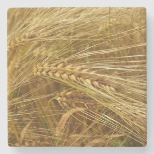 Wheat field. It’s Harvest Time! Stone Coaster