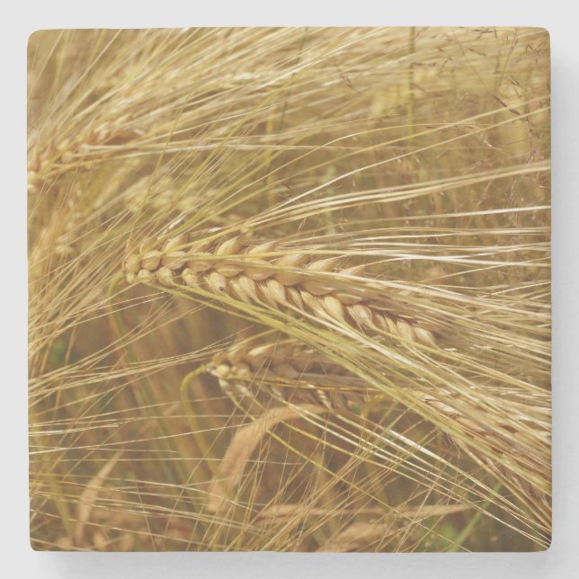  Wheat field. It’s Harvest Time!   Stone Coaster (Front)