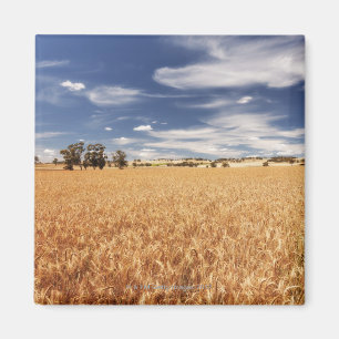 Wheat field, Victoria, Australia Magnet