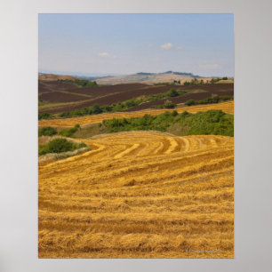 Wheat fields after harvest poster