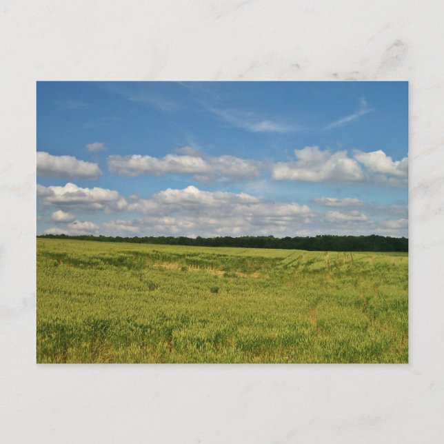 Wheat Fields Postcard (Front)
