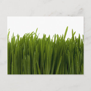 Wheat Grass Postcard