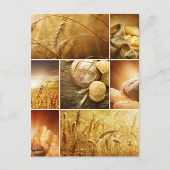 Wheat.Harvest concepts.Cereal collage Postcard (Front)
