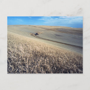 Wheat Harvest on Field Postcard