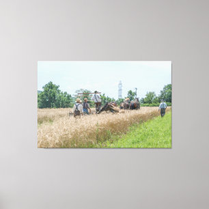 Wheat Harvest Time__ Central New Jersey Canvas Print