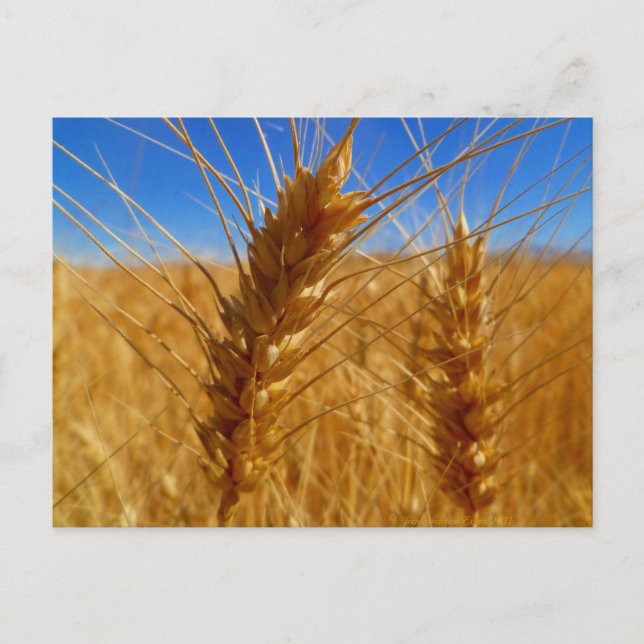 Wheat Postcard (Front)