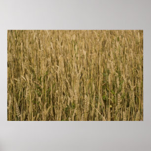 wheat poster