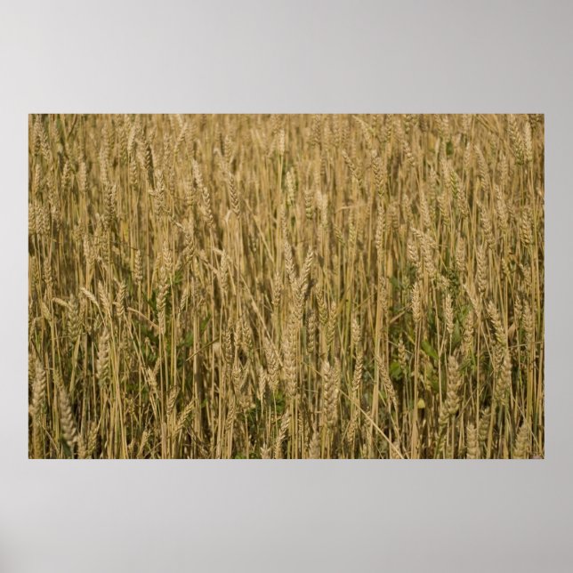 wheat poster (Front)