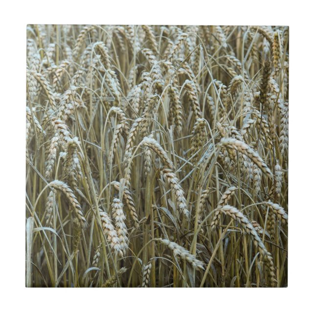 Wheat Seed Heads Ceramic Tile (Front)