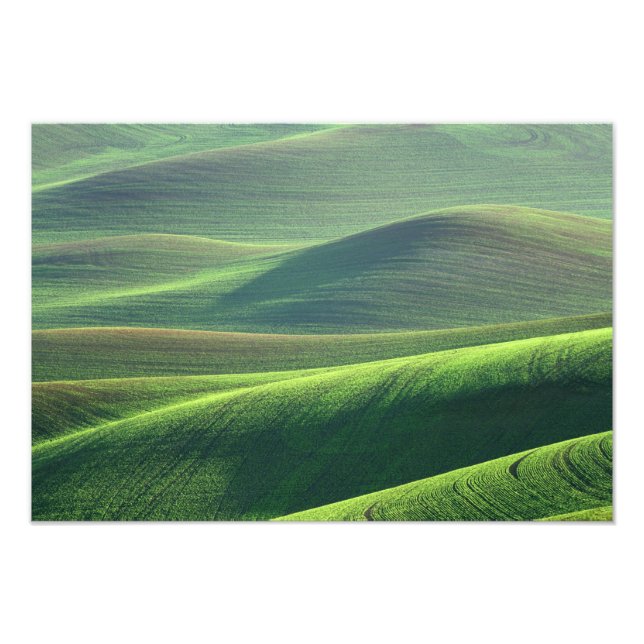 Wheat springs up in the hills of the Palouse Photo Print (Front)