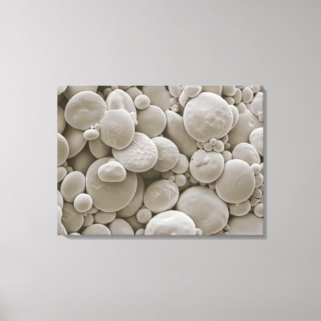 Wheat starch granules canvas print (Front)