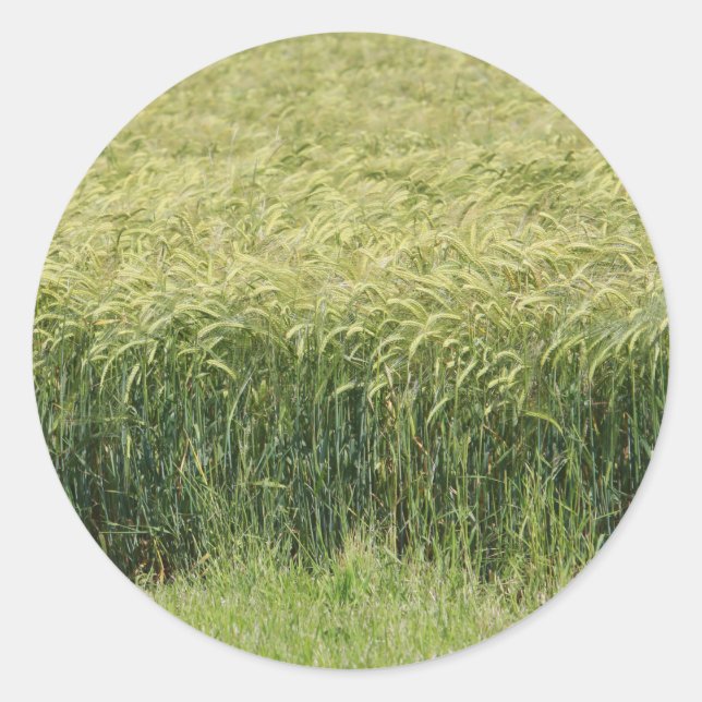 Wheat - Tasty! Classic Round Sticker (Front)