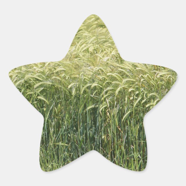 Wheat - Tasty! Star Sticker (Front)