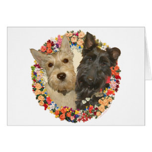 Wheaten & Black Scotties
