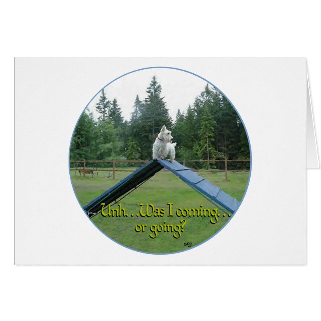 Wheaten Scottie Agilité (Devant horizontal)