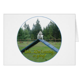 Wheaten Scottie Agility