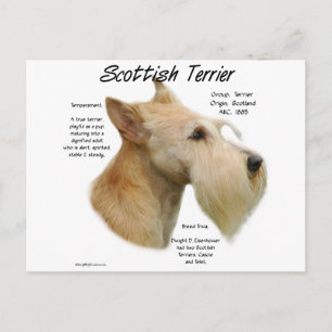 Wheaten Scottie History  Postcard