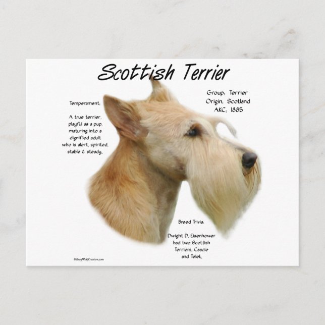 Wheaten Scottie History  Postcard (Front)