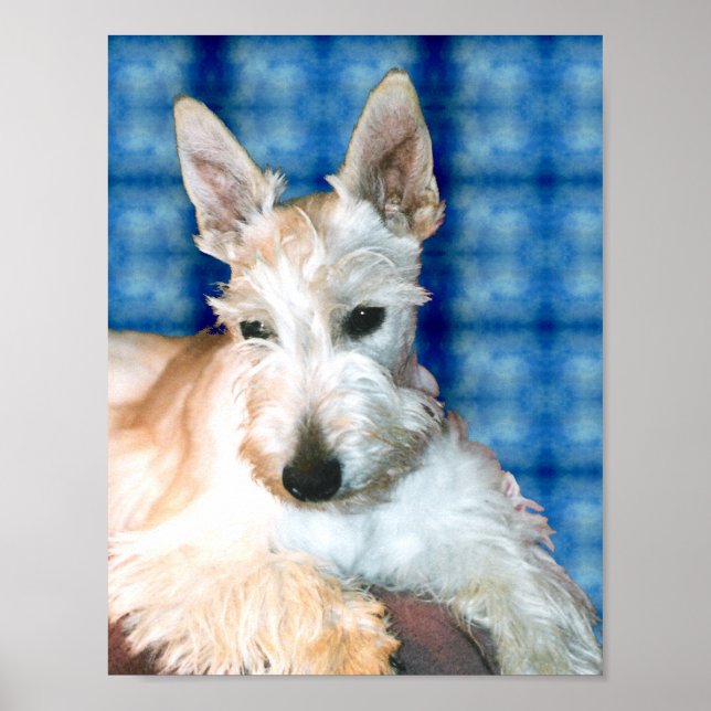 Wheaten Scottie Poster (Front)