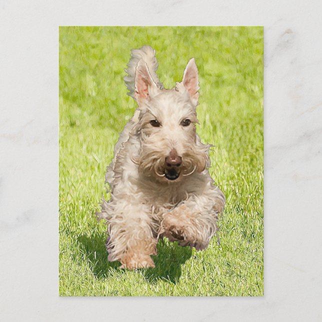 Wheaten Scottie Running Free Postcard (Front)