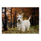 Wheaten Scottish Terrier Autumn