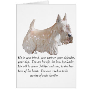 Wheaten Scottish Terrier - MALE Dog