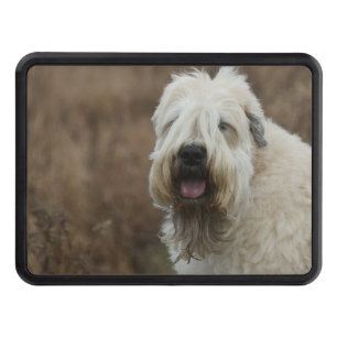 wheaten-terrier 2 trailer hitch cover