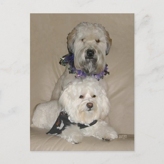 Wheaten Terrier and Havanese Postcard (Front)