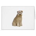 Wheaten Terrier (B) (sit)