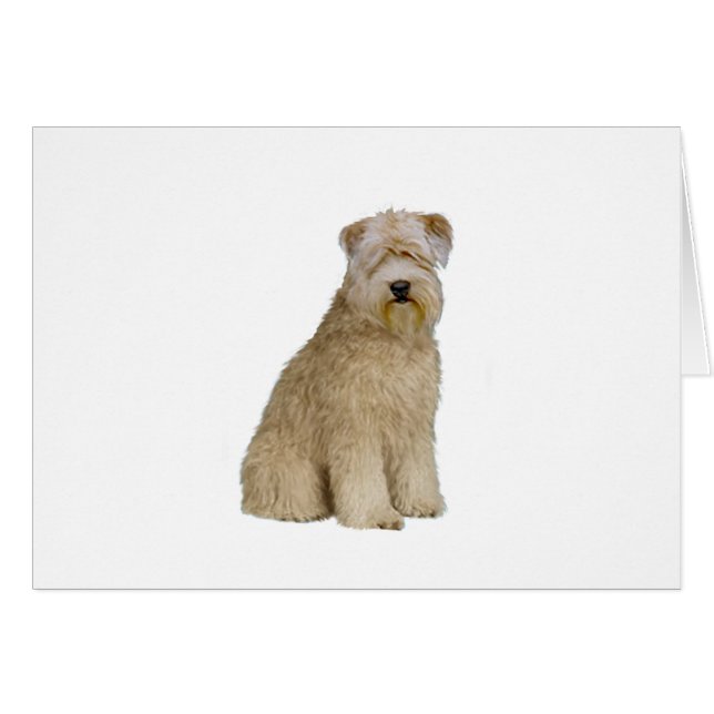 Wheaten Terrier (B) (sit) (Devant horizontal)