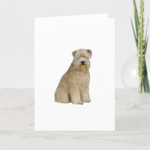 Wheaten Terrier (B) (sit) Card