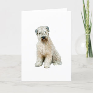 Wheaten Terrier (C) Card