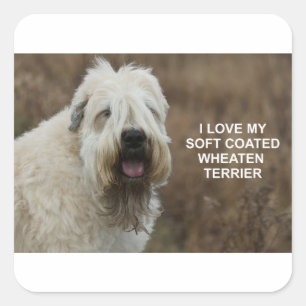 wheaten-terrier love w pic square sticker
