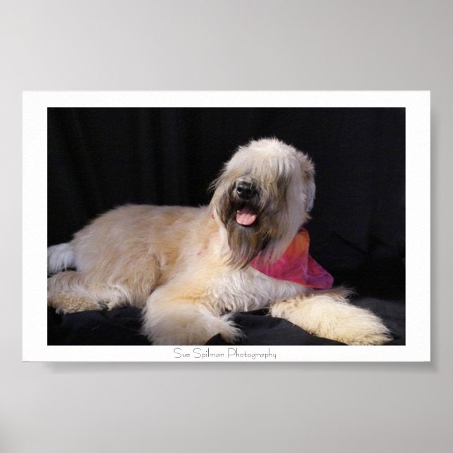Wheaten Terrier Poster (Front)