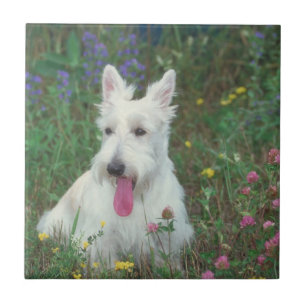 Wheaton Scottish Terrier Tile