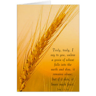 WheatSun