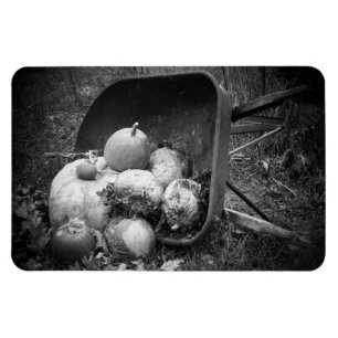 Wheel Barrow of Pumpkins Magnet