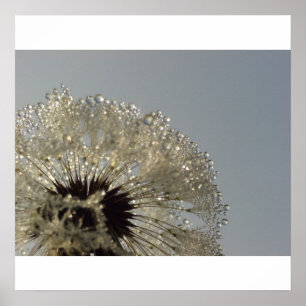 Wheel of droplets - Dandelion with droplets Poster