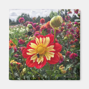 Wheels Dahlia Magnet