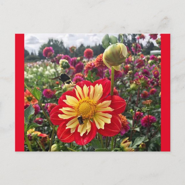 Wheels Dahlia Postcard (Front)