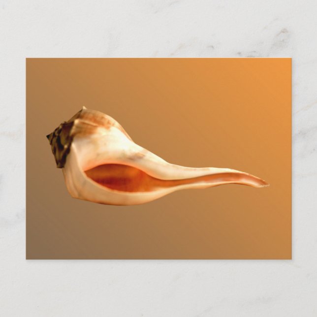 Whelk Left Turn Postcard (Front)