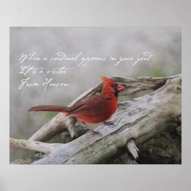 When a cardinal appears in your yard.... poster (Front)