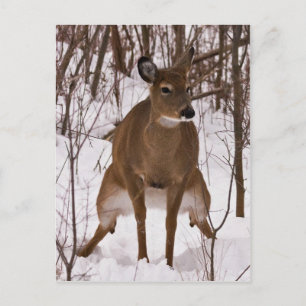 When Nature Calls Postcard