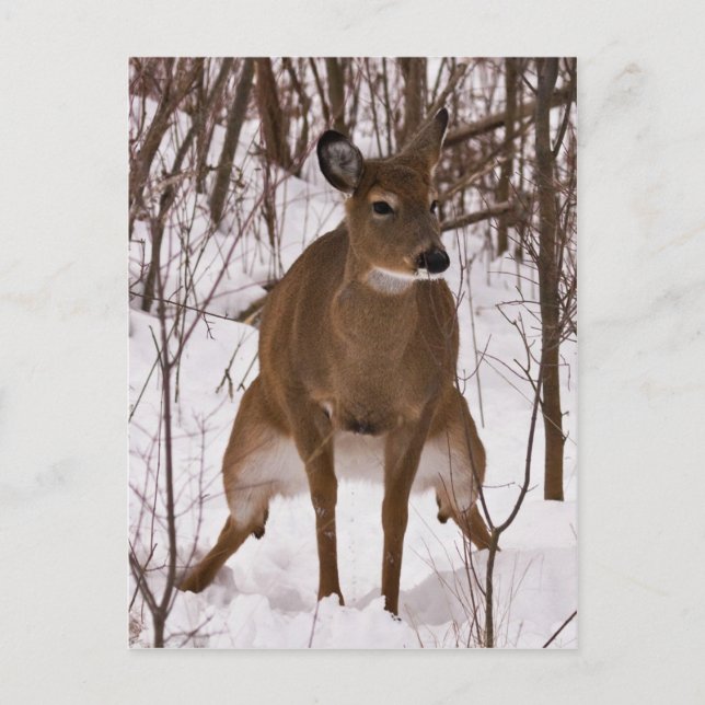 When Nature Calls Postcard (Front)